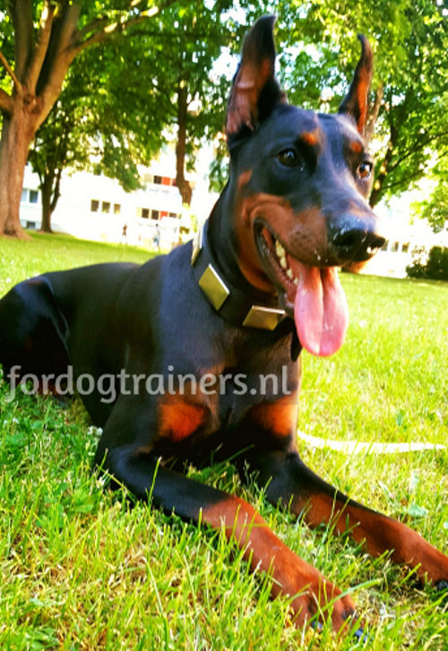 Dobermann in zwart nylon hondenhalsband