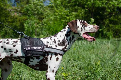 Stevige Hondentuig voor training en wandelen