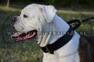 Leren Halsband met Handvat voor Amerikaanse Bulldog