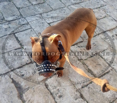 Muilkorf van leer voor training, hoe
het uitziet op Deense dog