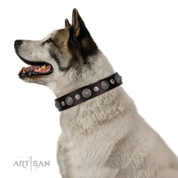 Akita Inu in bruine lederen hondenhalsband