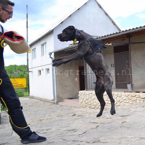 Wonderlijke halsband voor Bandog honden,
snelle vrijlating