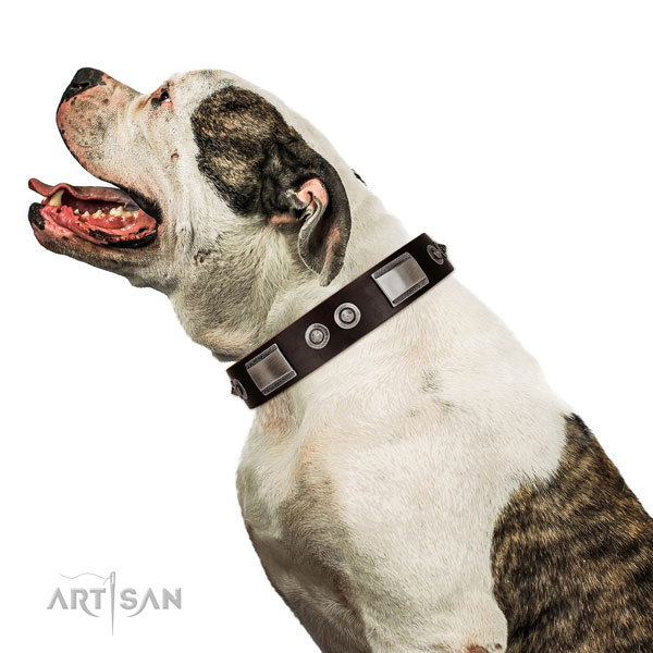 Amerikaanse bulldog in mooie leren hondenhalsband