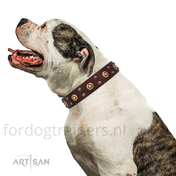 Amerikaanse bulldog in bruine hondenhalsband