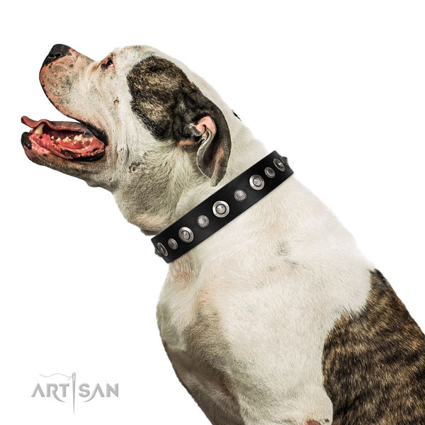 Amerikaanse bulldog hondenhalsband leer met studs