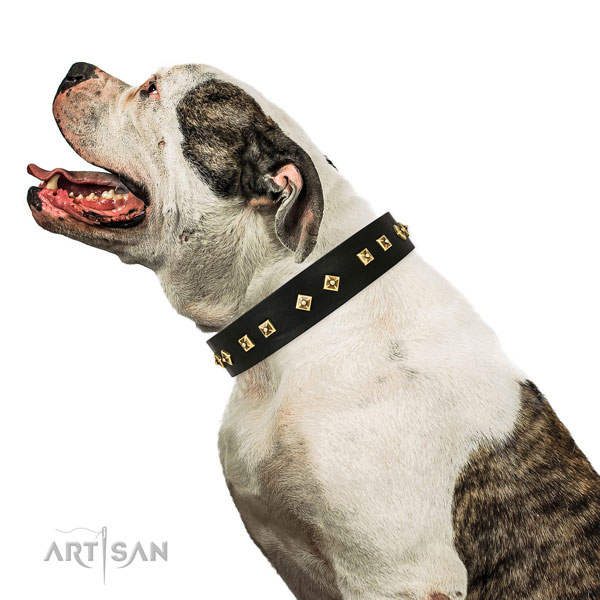 Amerikaanse bulldog in lederen hondenhalsband