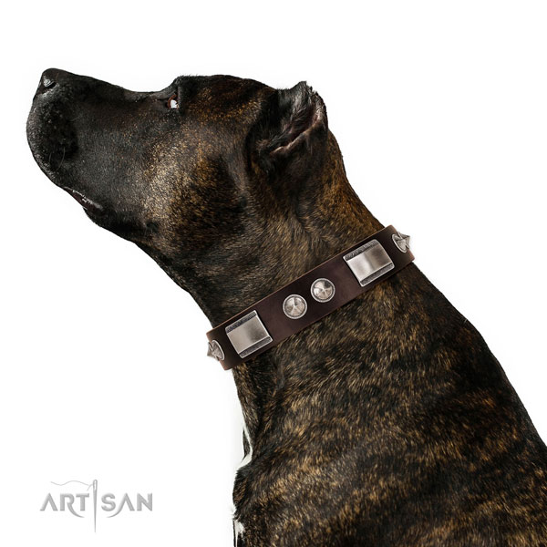 Amstaff in brede bruine halsband hond