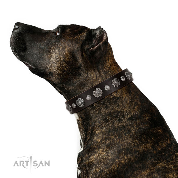 AMstaff in brede bruine halsband hond
