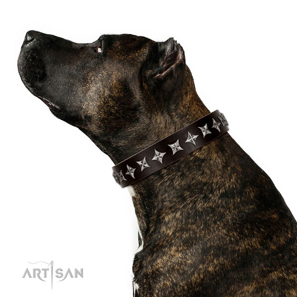 Amstaff in brede bruine halsband hond