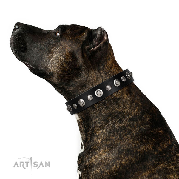 Amstaff in brede zwart halsband hond