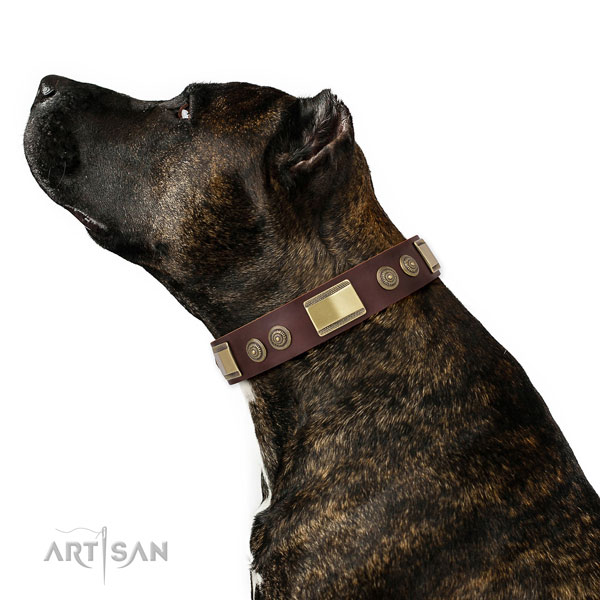 Amstaff in lederen hondenhalsband