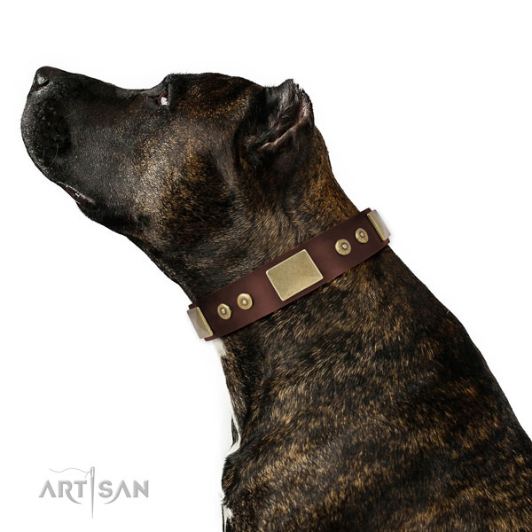 Amstaff in lederen hondenhalsband