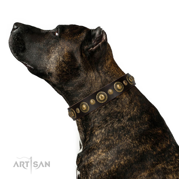 Amstaff in brede bruine halsband hond