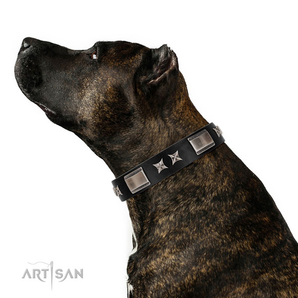 Amstaff in brede bruine halsband hond