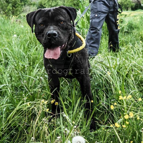 Handige nylon
hondenhalsband, training en wandeling