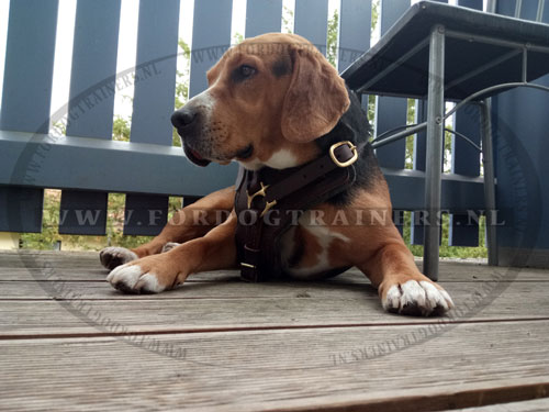 Bruine lederen hondentuig voor Beagle