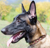 Malinois Halsband van leer met Decoraties