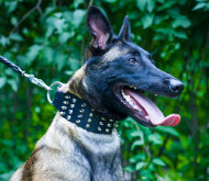 Stoere Brede Leren Halsband Belgische Herder hond ❺