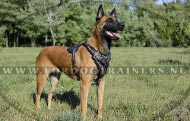 Malinois Leren Hondentuig met Stekeldraad Design ✳