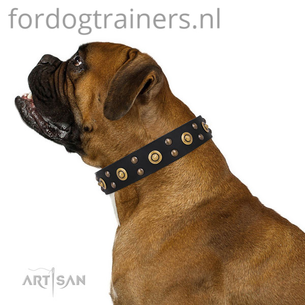 Boxer in onze zwarte hondenhalsband