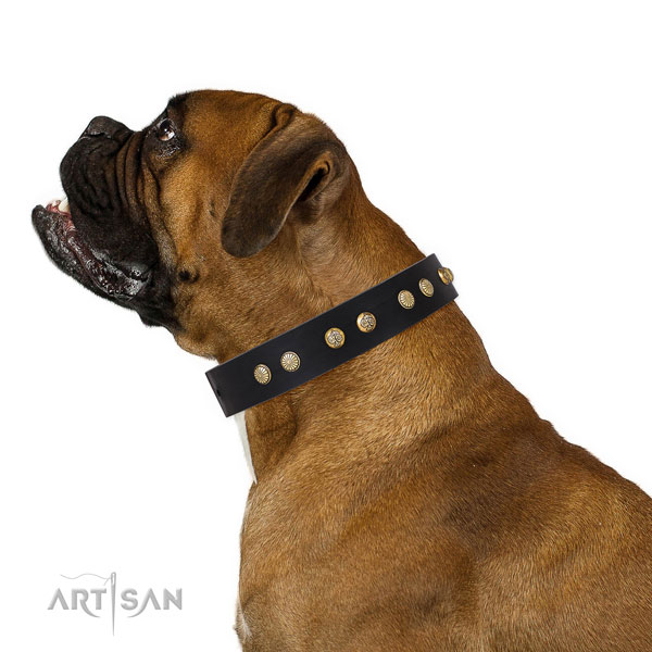 Boxer in zwarte hondenhalsband