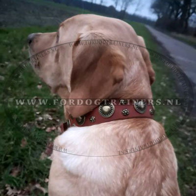 Tan Leren halsband FDT Artisan voor Labrador - Klik op de afbeelding om het venster te sluiten