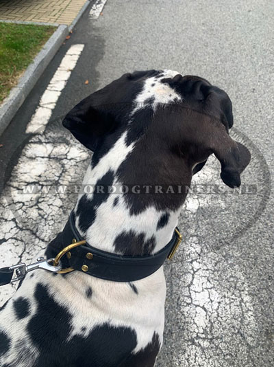 Agitatie Lederen Halsband voor Dalmatier