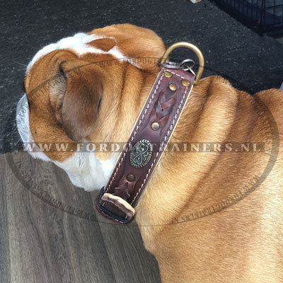 Prachtige Lederen Halsband met gevlochten voor Engelse Bulldog - Klik op de afbeelding om het venster te sluiten