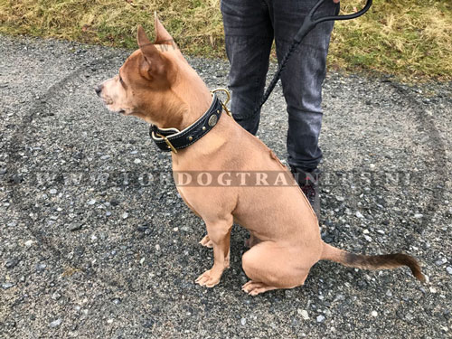 Zwarte leren hondenlijn op hond van onze
klant