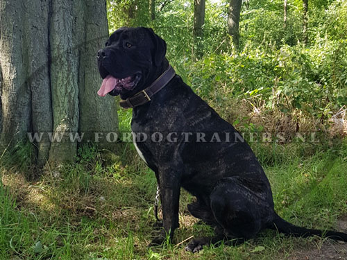 Lederen tuig voor middelgrote en grote honden