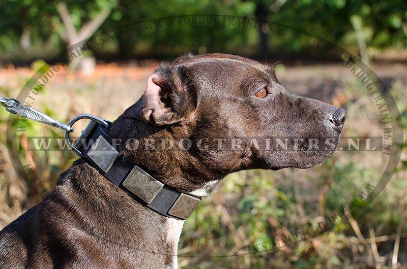 helder ornament Jong War Stijlvolle Lederen Halsband voor Pitbull [C83##1106 leren halsband  Pitbull] : Hondenwinkel met breide keuze van muilkorven, tuigen en  halsbanden!