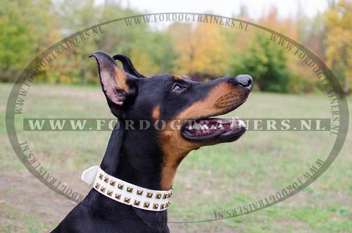 Witte lederen halsband met studs voor Dobermann