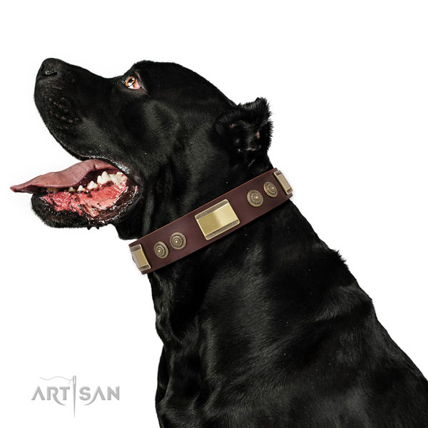 Cane Corso brede mooie hondenhalsband