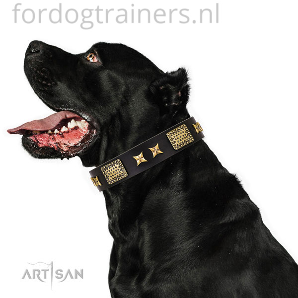 Cane Corso in onze zwarte hondenhalsband