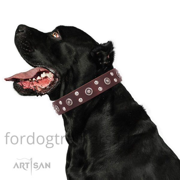 Cane Corso draagt onze bruine brede hondenhalsband