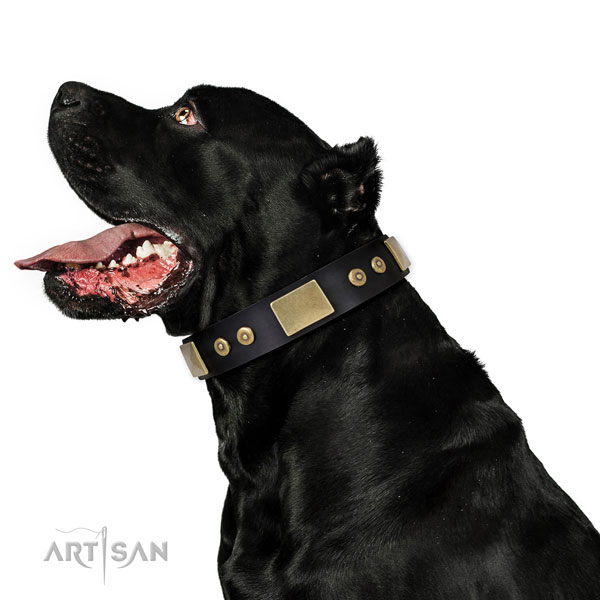 Cane Corso hondenhalsband leer met studs