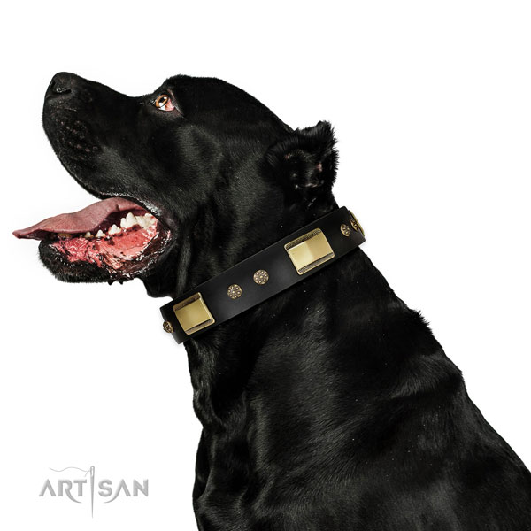 Zwarte leer versierde halsband hond