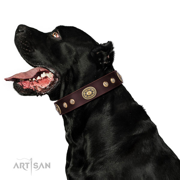 Bruin leer hondenhalsband voor Cane Corso