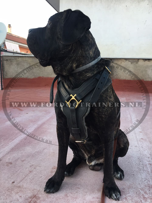 Zwarte hondentuig voor Cane
Corso