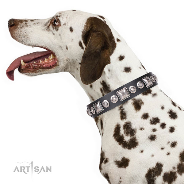 
Dalmatiër in lederen hondenhalsband