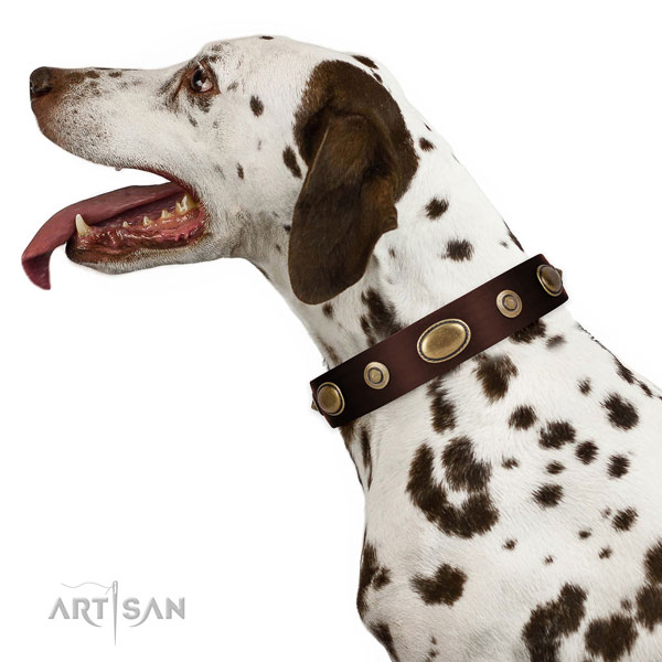 Dalmatin in bruine lederen hondenhalsband