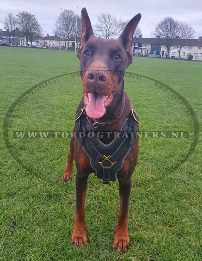 Luxe lederen hondentuig voor Dobermann