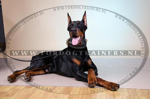 Dobermann met Lederen Halsband