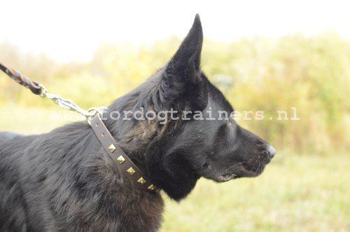 Halsband voor Wandelingen met Design