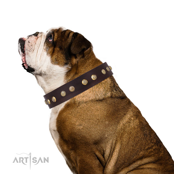 Hondenhalsband bruin leer in honden van onze klanten