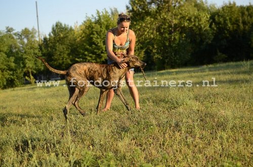 Duitse Dog
Rent door het Veld