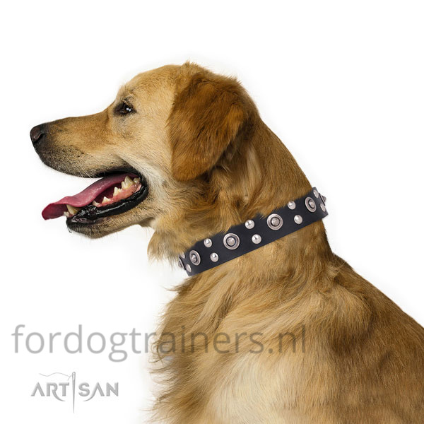 Golden Retriever draagt onze tan hondenhalsband