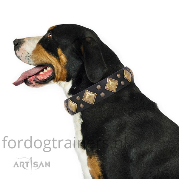 Grote Zwitserse sennenhond draagt onze zwarte hondenhalsband