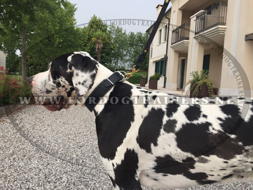 
Grote Zwitserse sennenhond in Onze Halsband