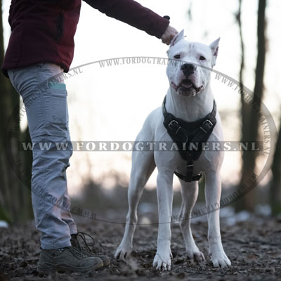 Agitatie Lederen Tuig voor de Hond Argentijnse dog - Klik op de afbeelding om het venster te sluiten